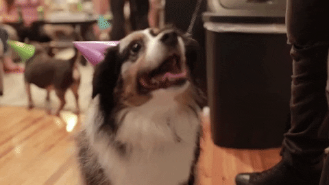 Happy Birthday Dog Gifs Get The Best Gif On Giphy