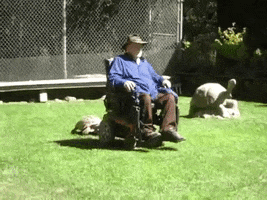 kellyhunter tortoise and the chair GIF
