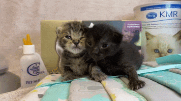 Kittens Kitten Season GIF by Helen Woodward Animal Center