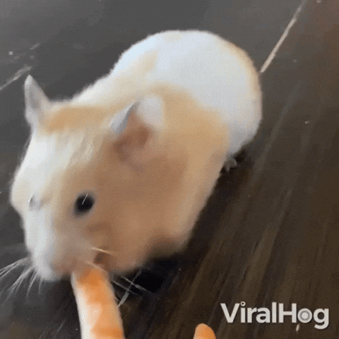 Animals GIF