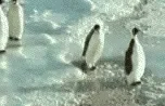 slap penguins GIF