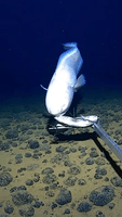 Deep Sea Fishing GIFs - Find & Share on GIPHY
