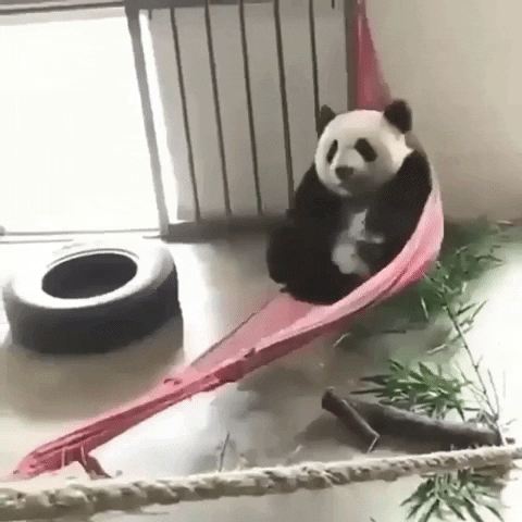 Video gif. A relaxed panda bear swings gently in a pink hammock.
