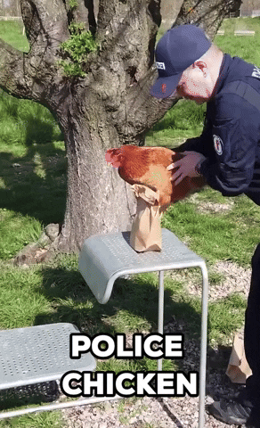 April Fools Chicken GIF by Storyful