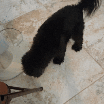 Dog Casper GIF