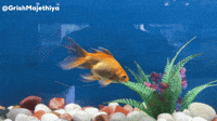 A Goldfish Pooped In His Mouth GIFs - Find & Share on GIPHY