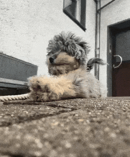 Dog Hund GIF by Kevin Röhlig