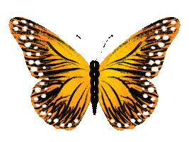 Butterfly Sticker by Ilana Moas