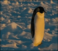 Penguin Falls GIF