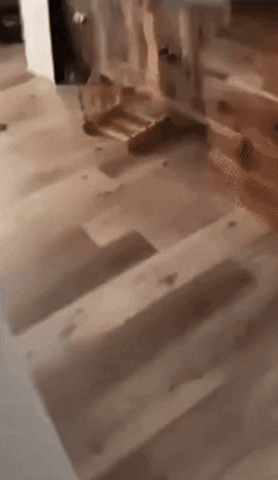Cat GIF