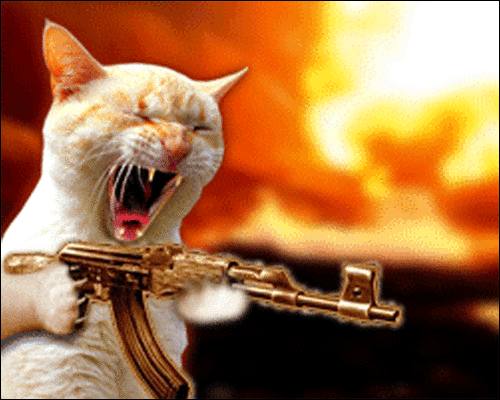 Image result for animated gif cat machine gun