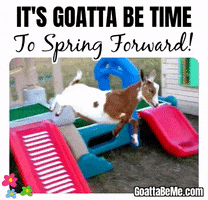 Cute Animals Spring Ahead GIF by Goatta Be Me Goats! Adventures of Pumpkin, Cookie and Java!
