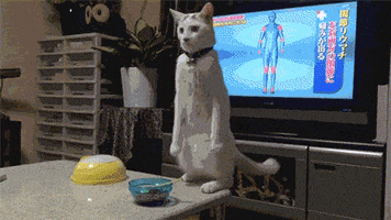 cats oops GIF