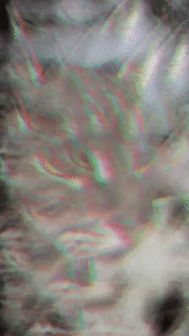 Swirlycat GIF