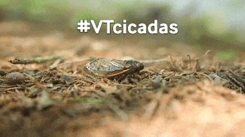 Cicada GIF