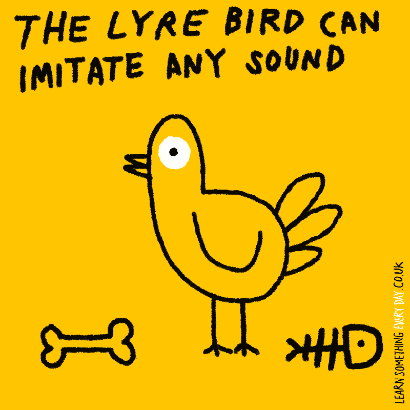 lyre bird wtf GIF by Learn Something Every Day