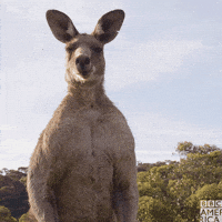 Joey-kangaroo GIFs - Get the best GIF on GIPHY Joey-kangaroo GIFs - Get the best GIF on GIPHY