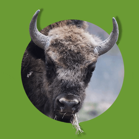 Bull Wildpark GIF by Wisentgehege Springe