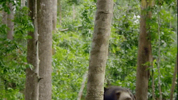 Bear Wildlife GIF by PBS