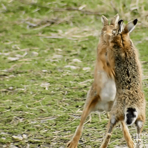 Rabbits Fighting Gifs Get The Best Gif On Giphy