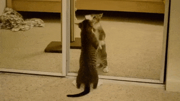 Gato Arañando Espejo GIF