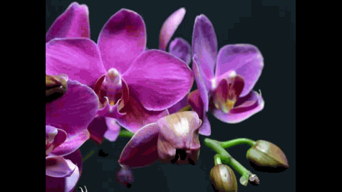 Purple orchid slowly blossoming