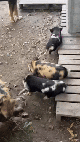 Pigs Thank You GIF