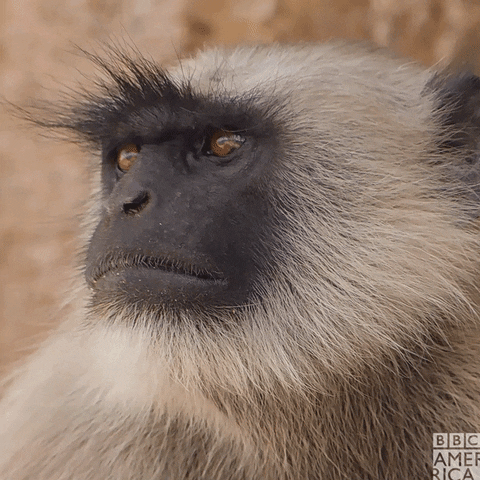Angry Monkey GIF by BBC America