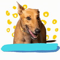 Cheers Rescue Dog GIF by Greyhound Rescue