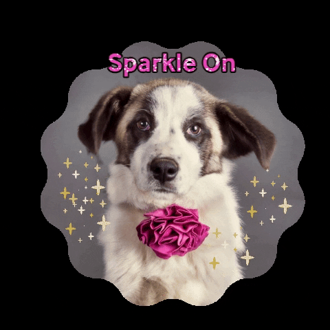Dog GIF