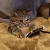 Work From Home Cat GIF by MOODMAN