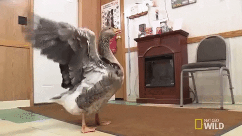 https://media1.giphy.com/media/f9BeQg2WVWmMIh1WDx/giphy.gif?cid=790b761153af31b18edb3f5b570144ba60119ff078a4e198&rid=giphy.gif&ct=g