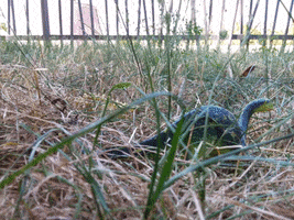 Les Dino GIF