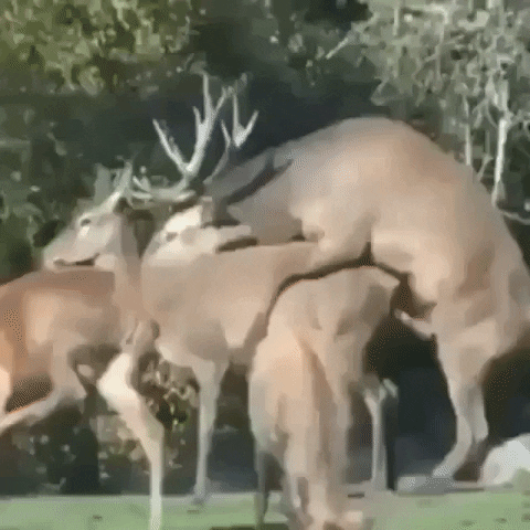 Love GIF