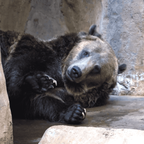 Wildlife gif. A bear lies on its side between some rocks. It holds up its hand as if waving to us, then lies down like it's ready to sleep.