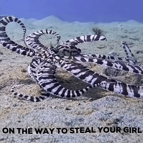 Wont He Do It Mr Steal Your Girl GIF by OctoNation® The Largest Octopus Fan Club!