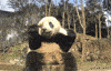 panda fail GIF