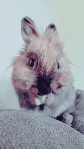 bunny adorable rabbit cleaning cute animals GIF