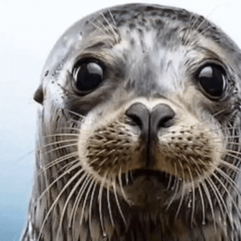 Seal GIF