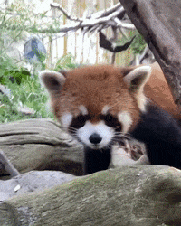 Cute-zoo-animals GIFs - Get the best GIF on GIPHY