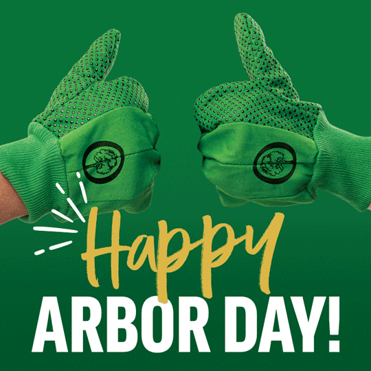 Arbor Day Tree GIF by Arbor Day Foundation