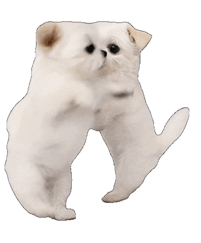 Dance Dog Sticker