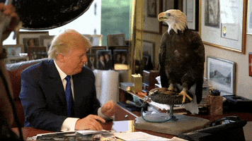 scared bald eagle GIF by NowThis