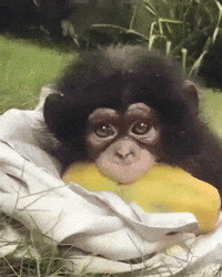 猿はスマートフォンで遊んでいます Gifs Get The Best Gif On Giphy 猿はスマートフォンで遊んでいます Gifs Get The Best Gif On Giphy