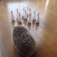 bowling hedgehog GIF