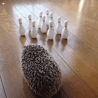 Bowling Hedgehog GIF