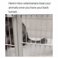 adorable veterinarian GIF