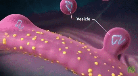 vesicles from RER are delivered to Golgi.