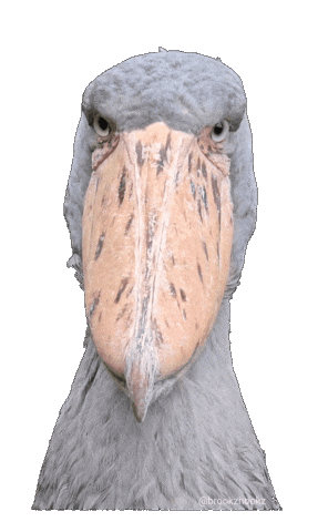 Shoebill Sticker