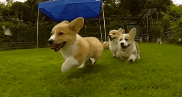 dogs running GIF